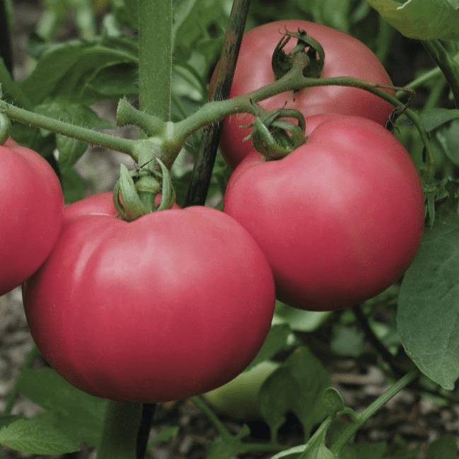 Сорта розовых томатов (90 фото) — самый полный каталог 2023 года