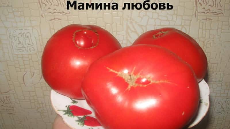 Томат мамина любовь: описание сорта и характеристика, фото помидоров, отзывы об урожайности куста