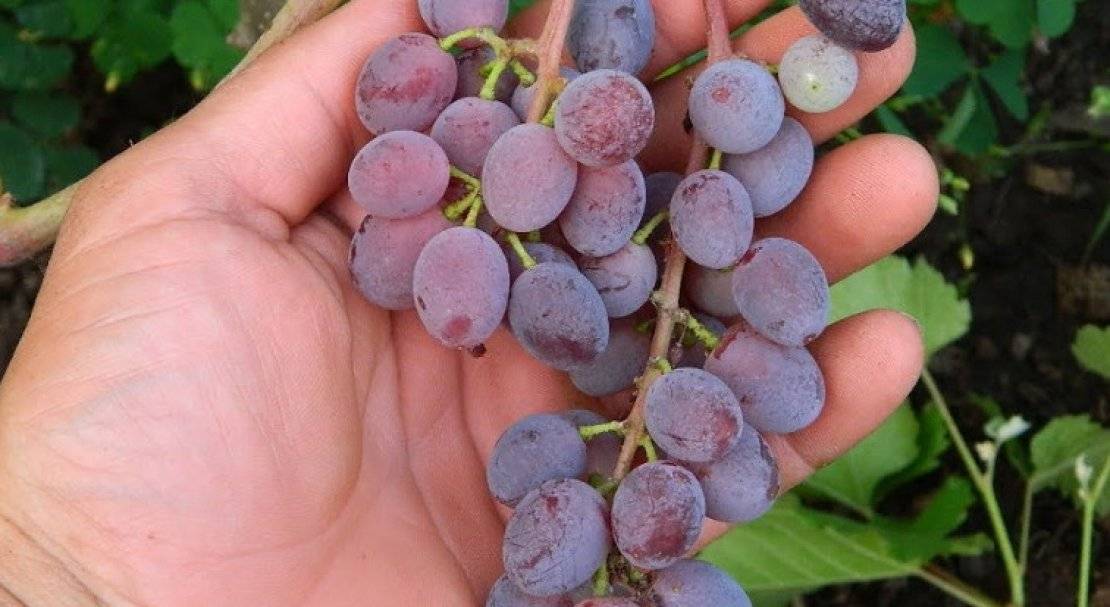 Кишмиш юпитер - сорт винограда с описанием и фото