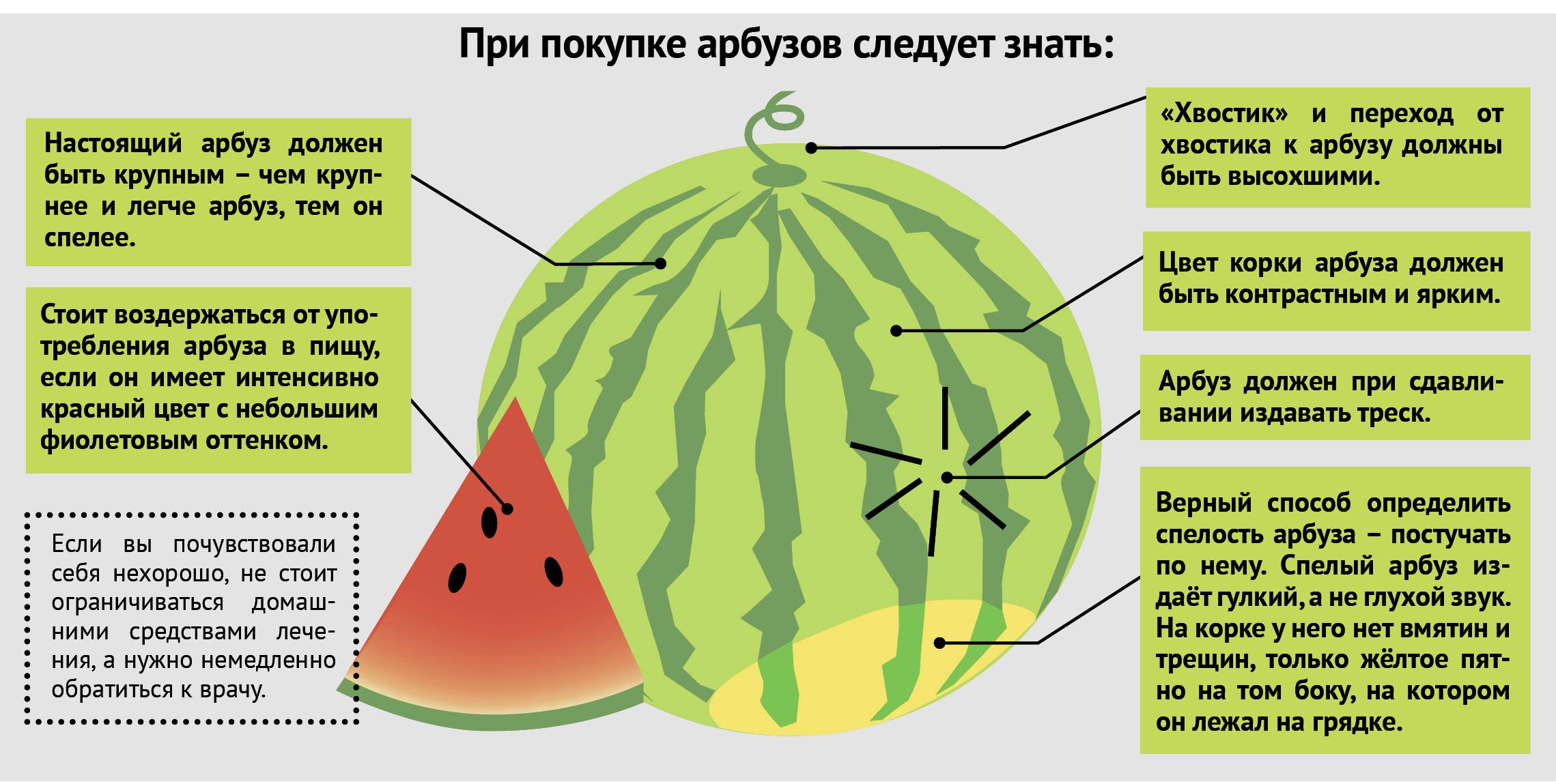 Как определить спелость арбуза на грядке: основные признаки созревания и правила проверки