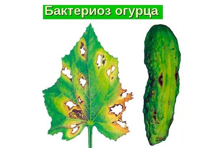 Пятнистость оливковая огурца | справочник пестициды.ru