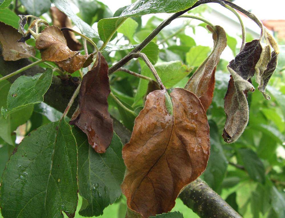 На груше чернеют и скручиваются листья - чем лечить и обработать скрученные в трубочку, почему чернеют