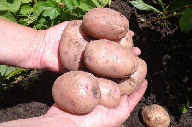 Сорт картофеля жуковский: описание и характеристика, отзывы, фото, выращивание, посадка и уход, показатели урожайности