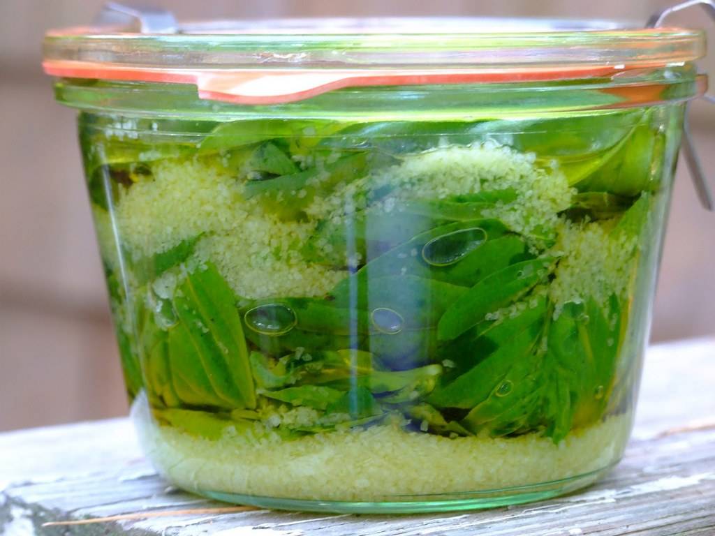 Как сохранить базилик на зиму: как заготовить, заморозить, сушить, консервировать и хранить базилик