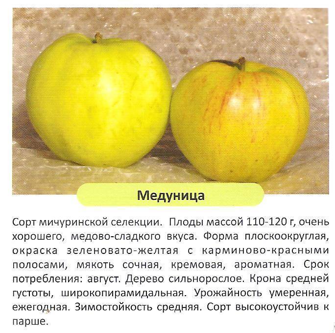 Яблоня «медуница» – описание, фото, отзывы садоводов