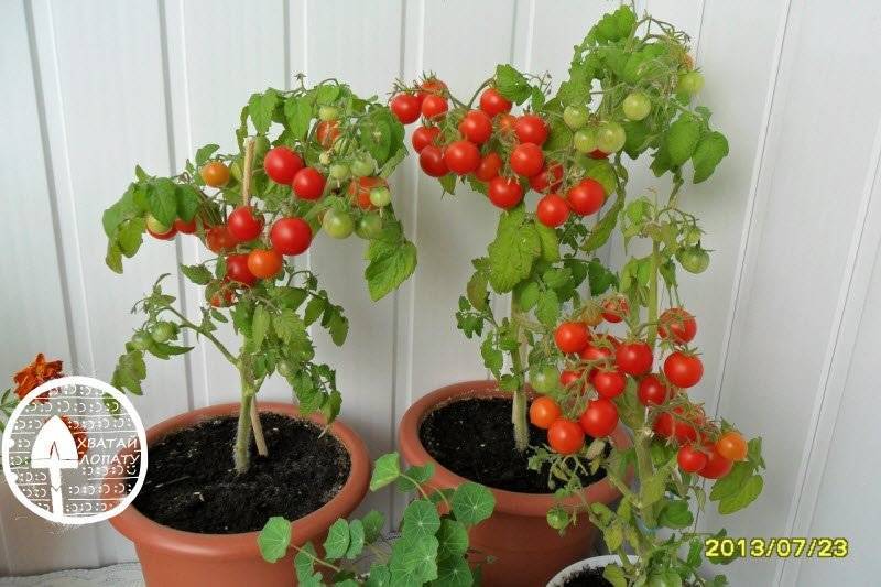 Как вырастить помидоры на балконе: пошаговая инструкция по выращиванию томатов в домашних условиях, учитывая нюансы (подготовка балкона, размер горшка и т.д.)