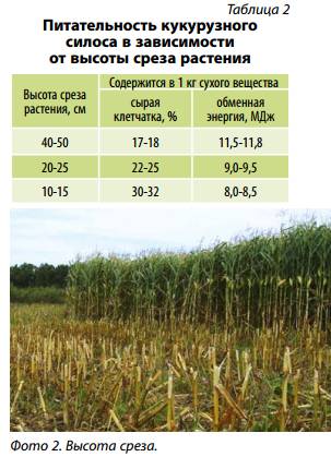 Кукуруза: особенности выращивания и ухода