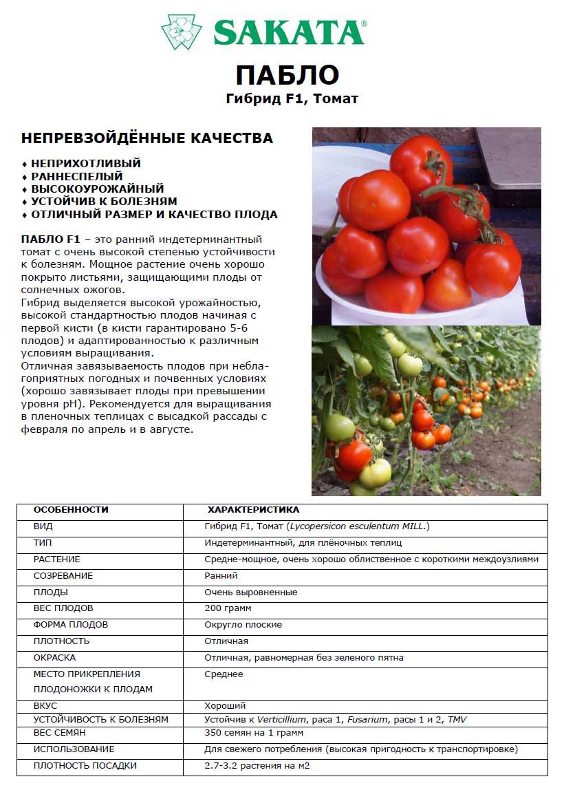 Томат пандароза: описание и характеристика сорта, урожайность с фото