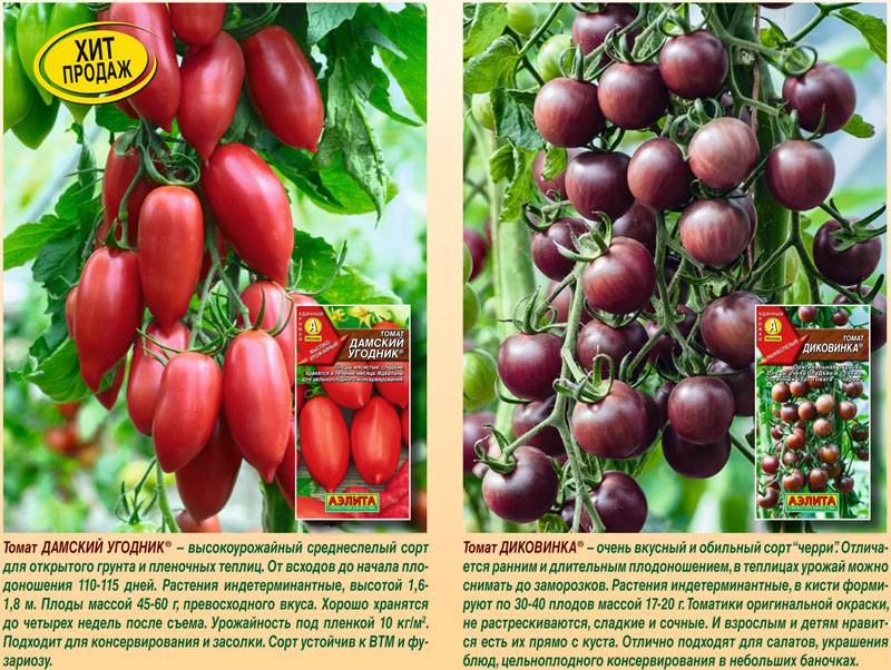 Характеристика и описание сорта помидоров рапунцель, его урожайность