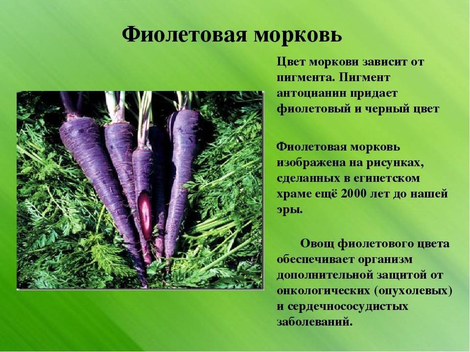 Описание фиолетовой моркови, ее состав использование