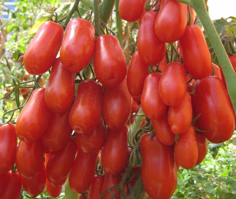 Удивительный томат необычной формы — «аурия» : описание сорта и фото