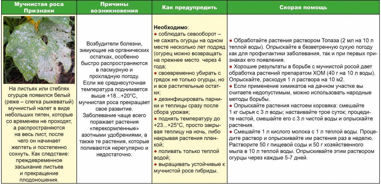 Гниль белая подсолнечника | справочник пестициды.ru