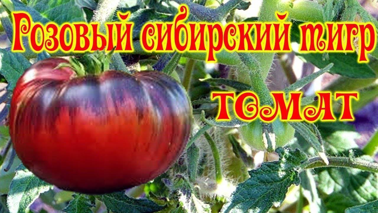 Томат тигренок: описание сорта, особенности выращивания с фото