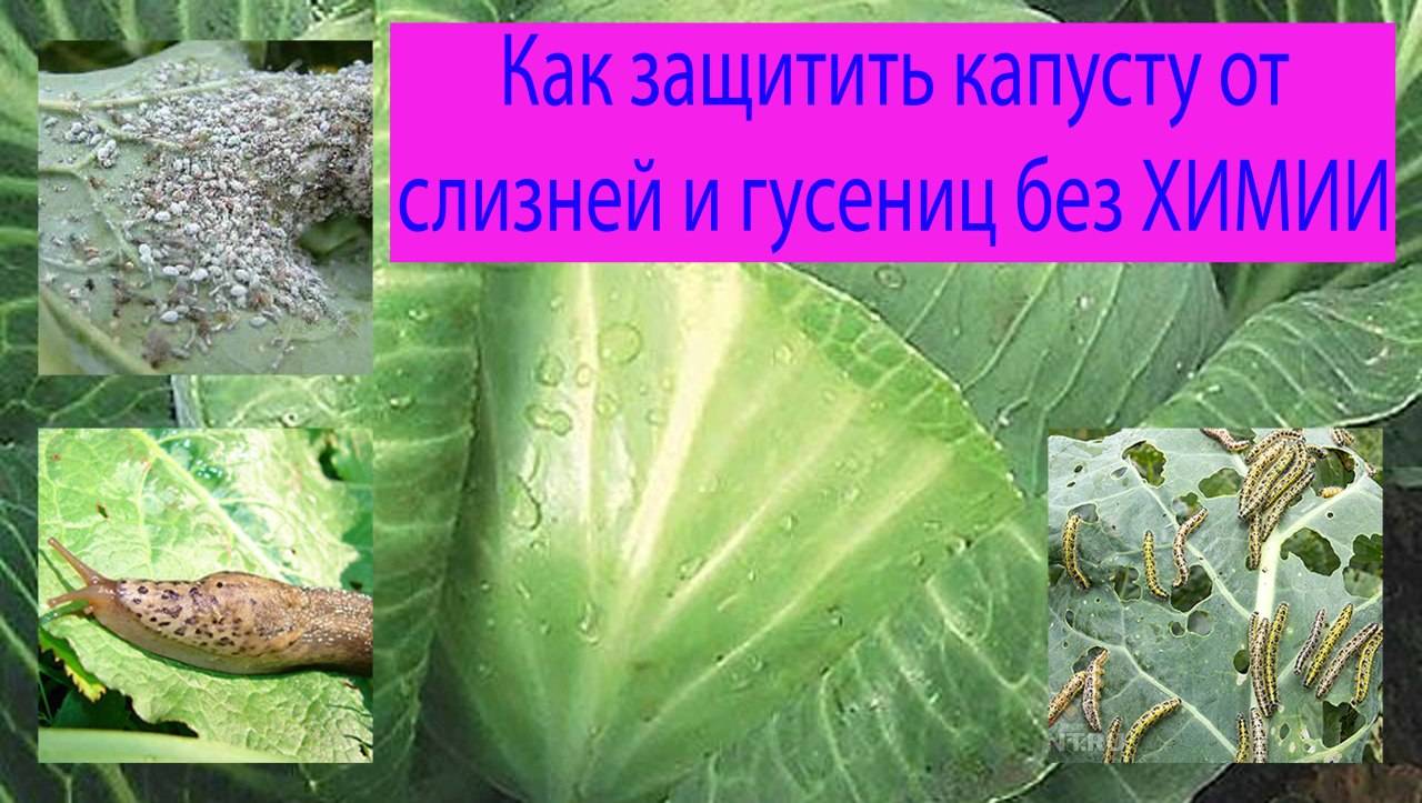 ᐉ обработка капусты уксусом от вредителей - zooon.ru