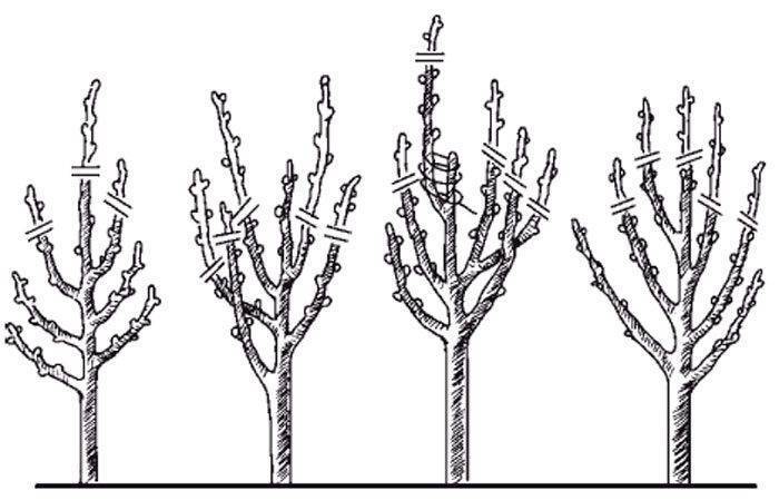 Схемы обрезки колоновидной старой и молодой яблони осенью для начинающих, в картинках пошагово: как ухаживать за деревом после обрезки, чем замазывать срезы