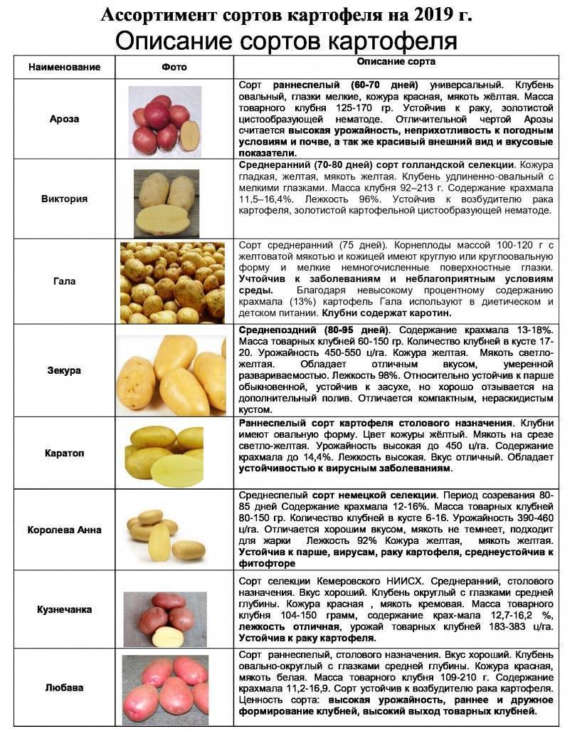 ᐉ сорт картофеля «удача» – описание и фото - roza-zanoza.ru