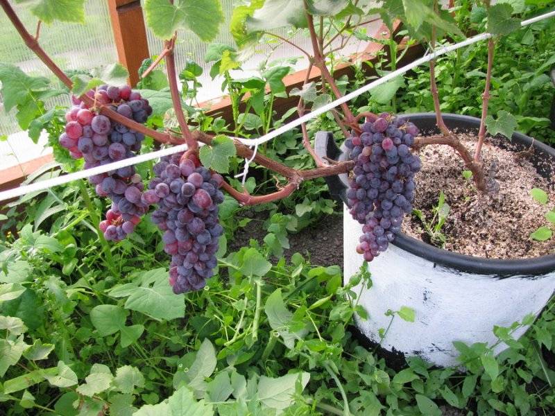 Виноград юпитер: описание и характеристики сорта, выращивание кишмиша