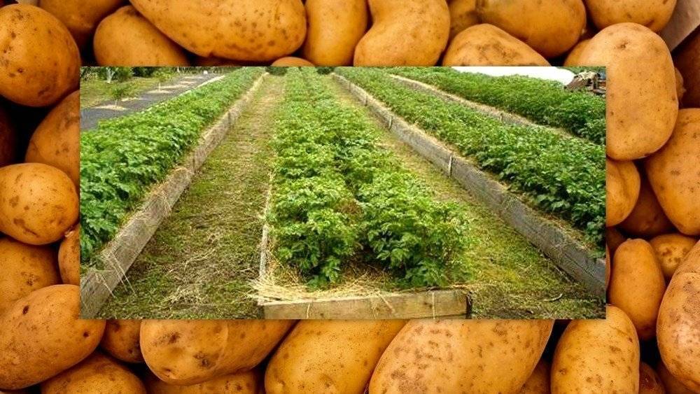Как вырастить хороший урожай картофеля: рекомендации по выращиванию, как вырастить хорошую крупную картошку, секреты, которые помогут повысить урожайность