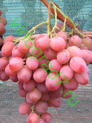 Виноград рубиновый юбилей - мир винограда - сайт для виноградарей и виноделов