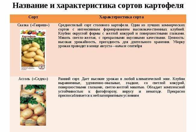 Описание и характеристика сорта картофеля Сказка, правила посадки и ухода
