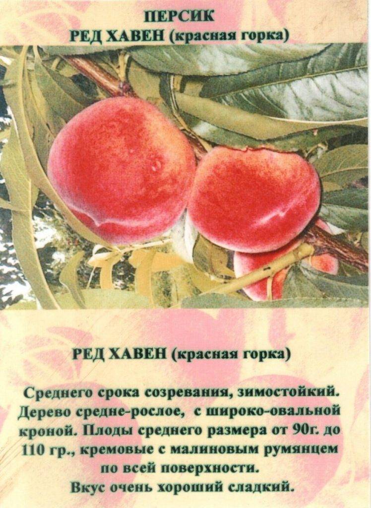 Персик золотой юбилей: описание и характеристика сорта, выращивание и уход, урожайность, фото, отзывы