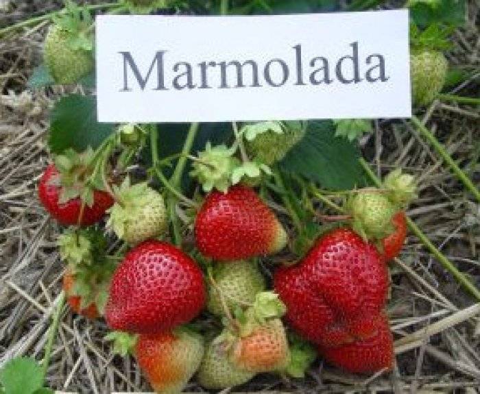 Клубника мармелада: описание сорта и отзывы садоводов, кто выращивал, урожайность, посадка и уход