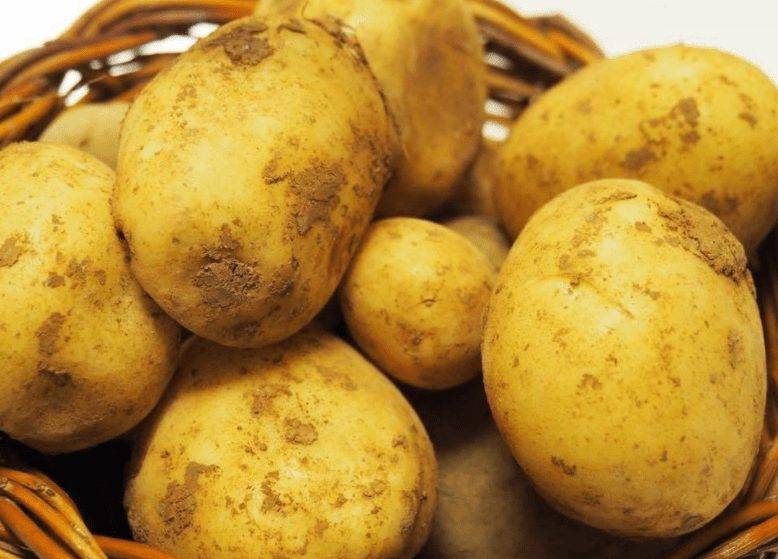 ᐉ картофель тимо: описание сорта, фото, выращивание, сравнение с другими сортами - zookovcheg.ru