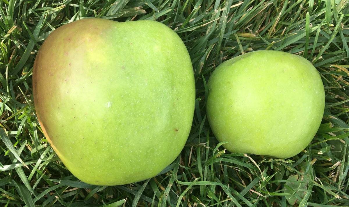 Сорт яблок муцу: описание и характеристики сорта, посадка, выращивание и уход с фото