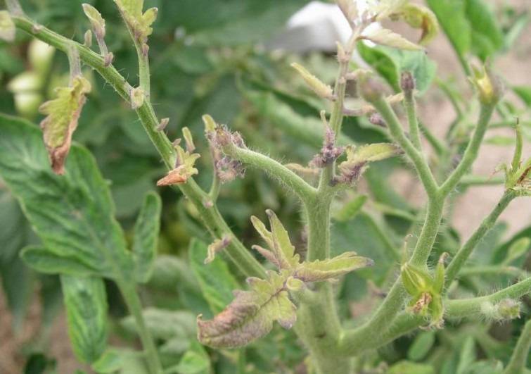 Столбур томата | справочник по защите растений — agroxxi