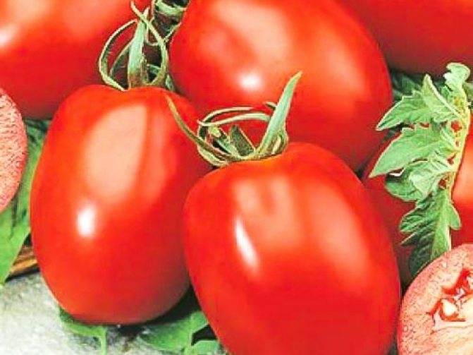 Описание сорта томата дино f1, особенности выращивания и урожайность – дачные дела