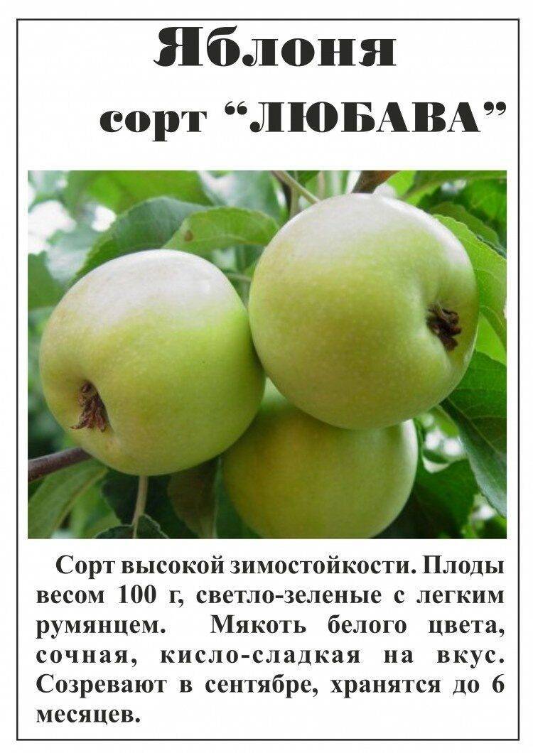 Описание и правила выращивания яблони сорта Братчуд