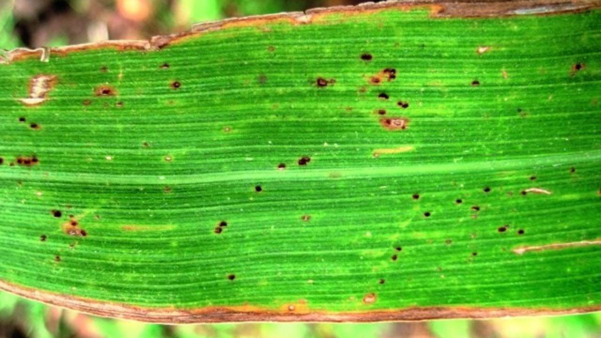 Как бороться с самыми опасными вредителями и болезнями кукурузы