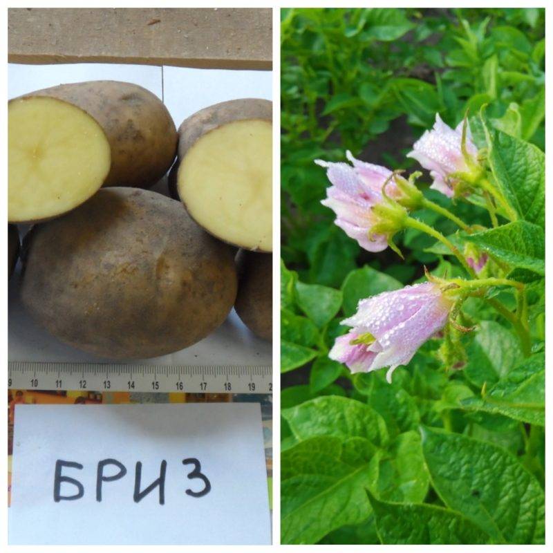 Картофель бриз: описание сорта, фото, отзывы - растения и огород