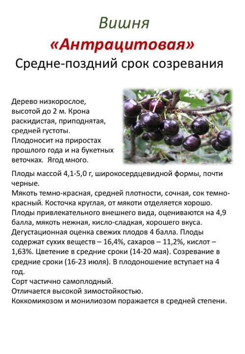 ✅ десертная вишня морозовой опылители описание сорта недостатки - cvetochki-rostov-na-donu.ru