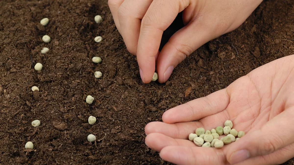 Посадка гороха весной в открытый грунт семенами по регионам и лунному календарю: как правильно сажать