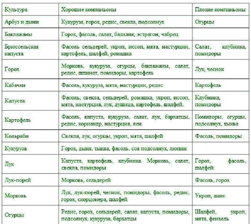 Что можно сажать рядом с болгарским перцем, а с чем нельзя: правила соседства