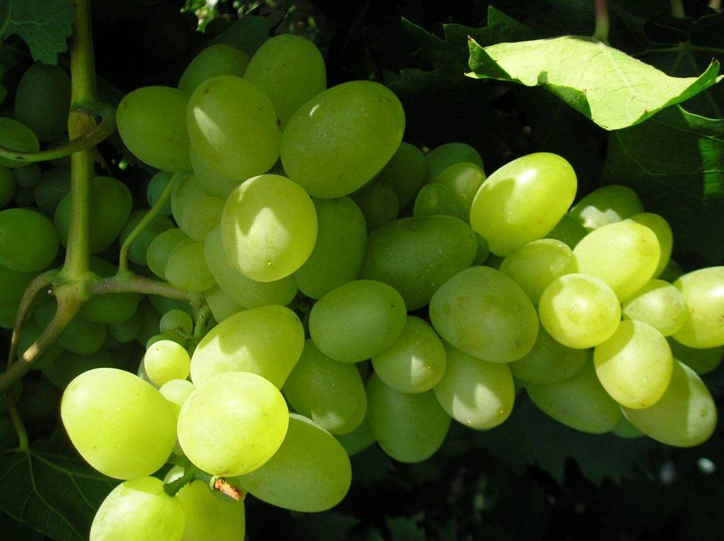 Виноград бажена: описание сорта, фото, отзывы, характеристики, технология посадки и выращивания