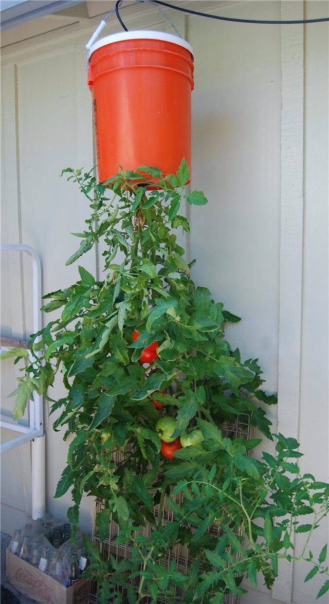Помидоры вверх ногами – выращивание растений в перевернутом виде: зачем нужна вертикальная посадка томатов вниз головой, как правильно подготовить тару для корней? русский фермер