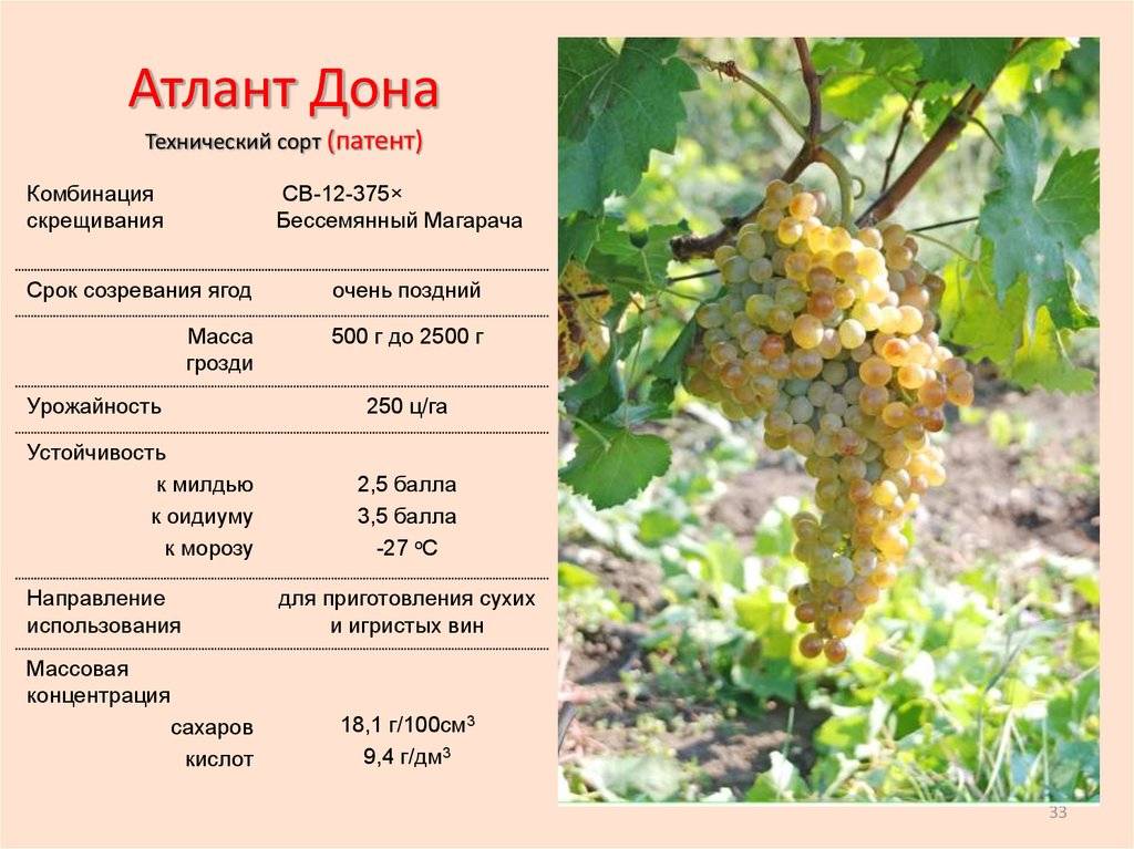 Виноград русбол: описание и характеристики сорта, разновидности, размножение и уход