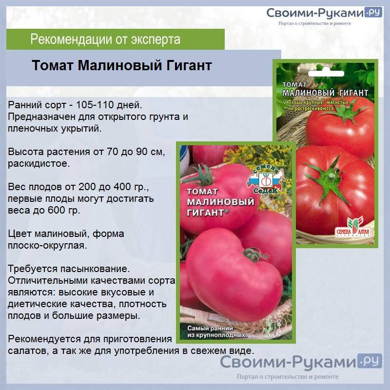 Томат исполин: характеристика и описание сорта, отзывы об урожайности помидоров, видео и фото семян