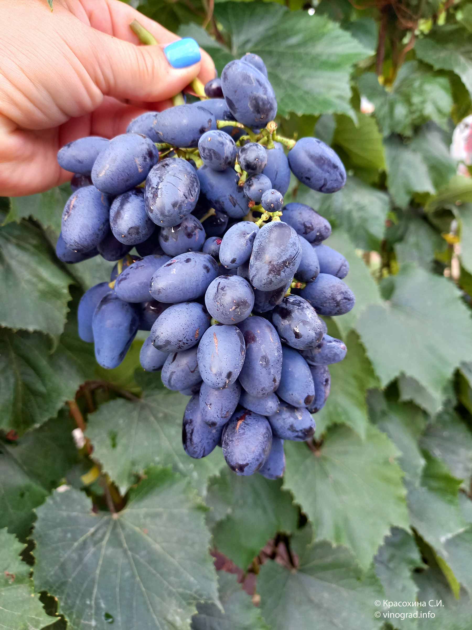 Виноград ромбик: описание сорта, правила посадки и выращивания виноград ромбик