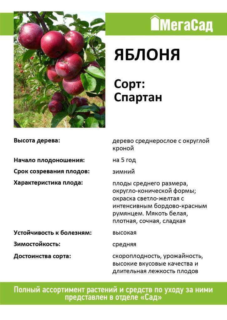 Описание сорта яблони спартан: фото яблок, важные характеристики, урожайность с дерева