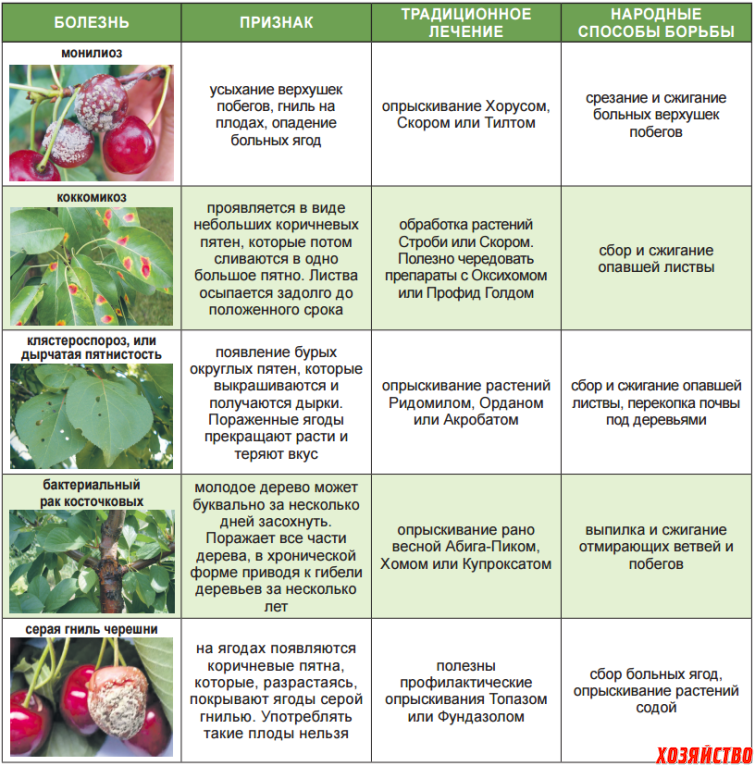 Вредители и болезни плодовых деревьев: описание + лечение
