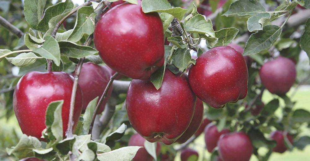 Яблоня рэд делишес: выращивание, уход, отзывы садоводов, урожайность, описание и характеристика сорта