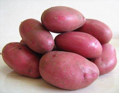 Описание картошки рокко — что это за сорт, выращивание