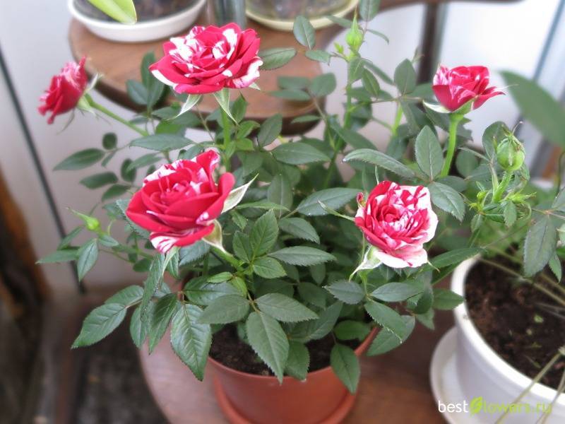 Роза кордана: как ухаживать за цветком после покупки