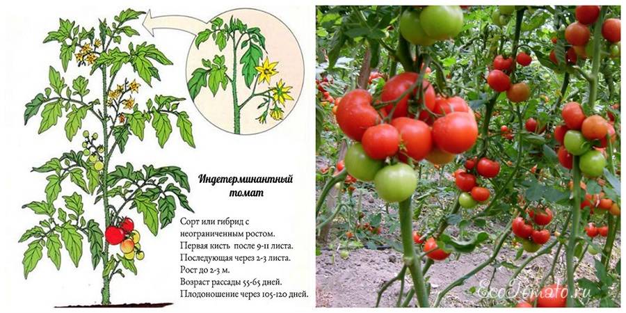 Самые крупные индетерминантные сорта помидоров с фото и описанием устойчивые к фитофторе