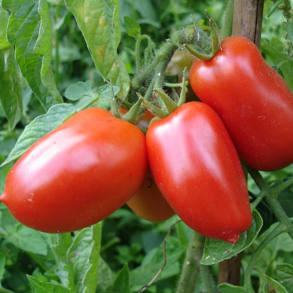 Как правильно выращивать томат яки?