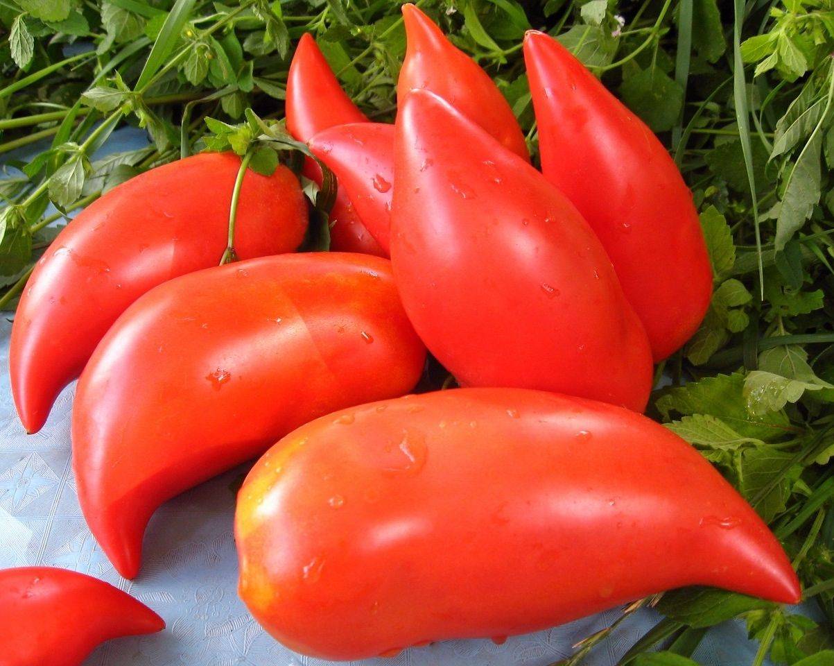 Длинные томаты для теплиц. сорта, форма плодов, выращивание. - 17 соток