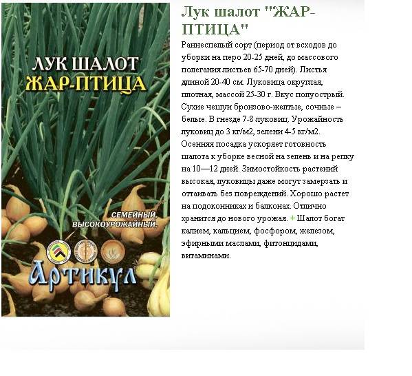 Лук-шалот: фото, описание, выращивание и уход, отличие от репчатого, применение в кулинарии - sadovnikam.ru